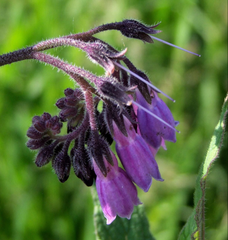 Tătăneasă (Symphytum officinale)