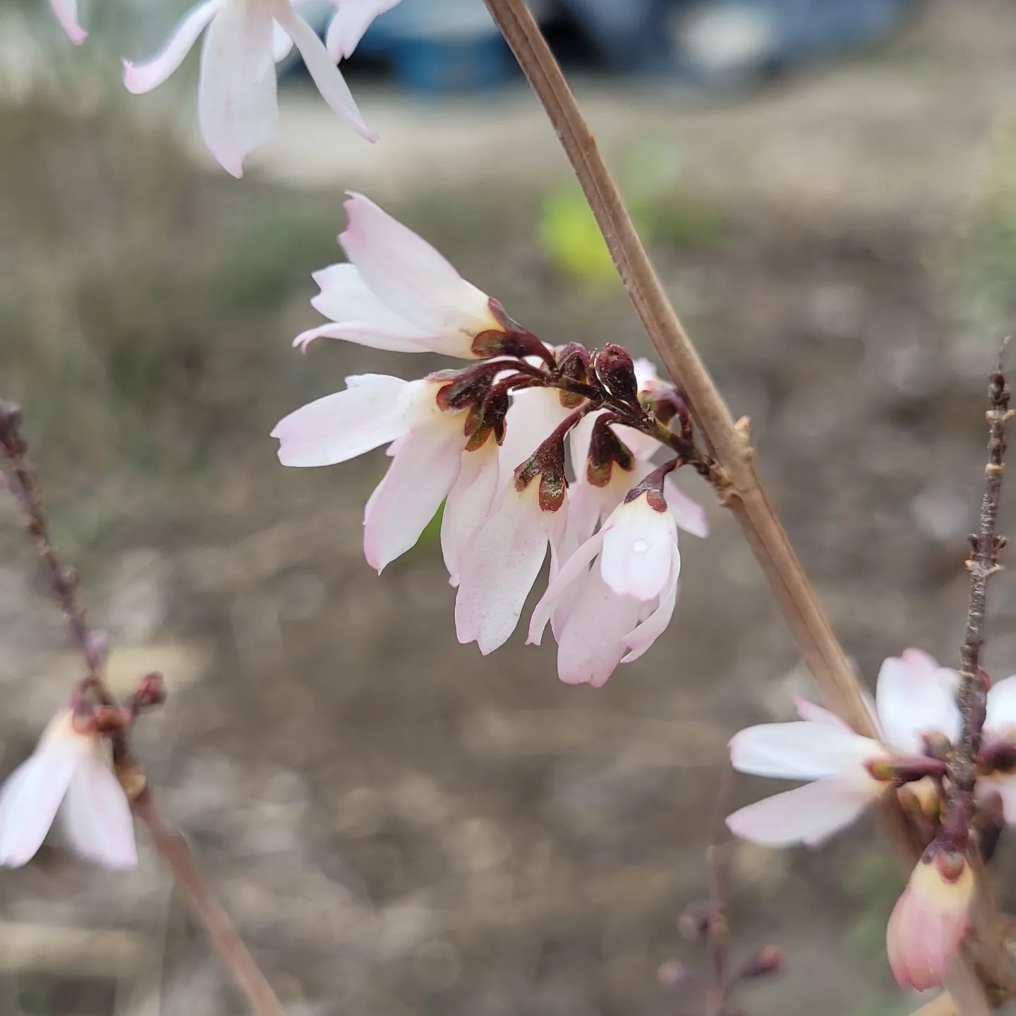 Forsythia albă (Abeliophyllum distichum)