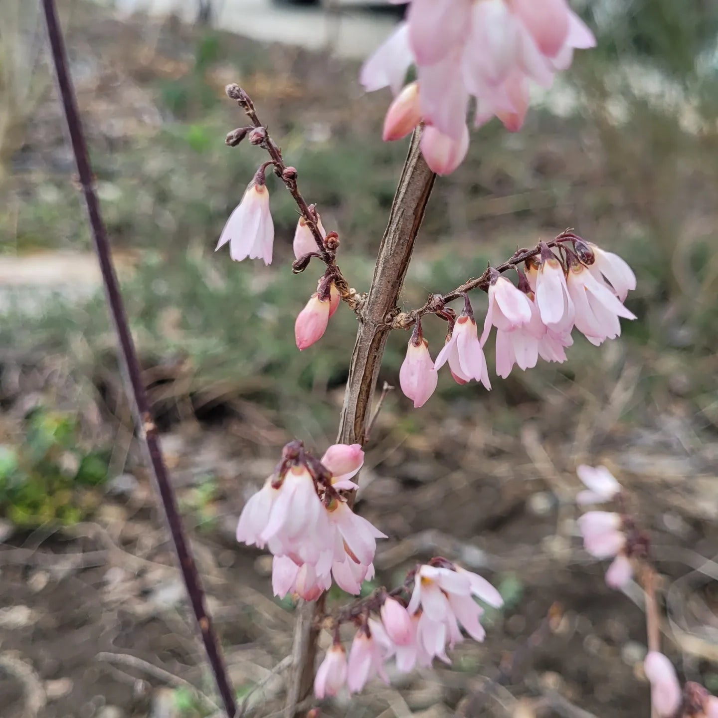 Forsythia albă (Abeliophyllum distichum)