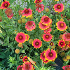 Roata de foc (Gaillardia aristata)