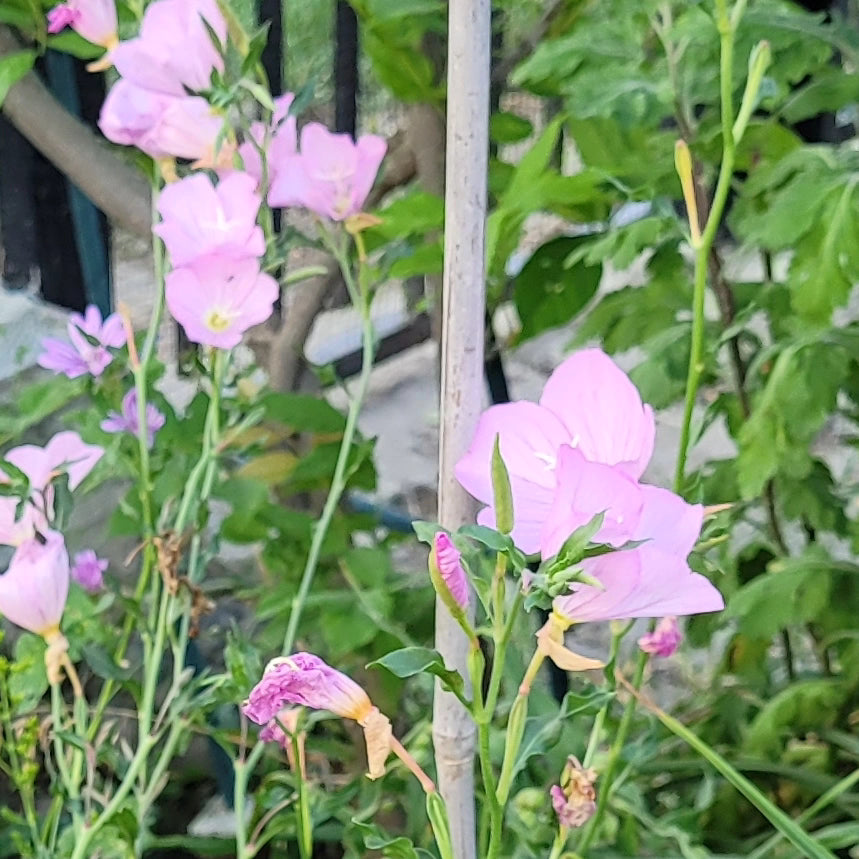 Luminița de seară roz (Oenothera rosea)