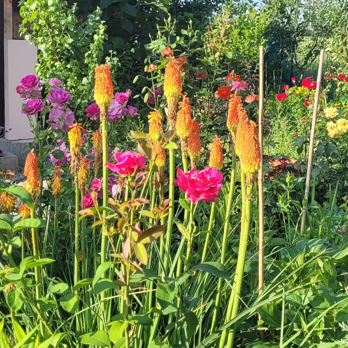 Crin făclie Flamenco (Kniphofia x hybrida)