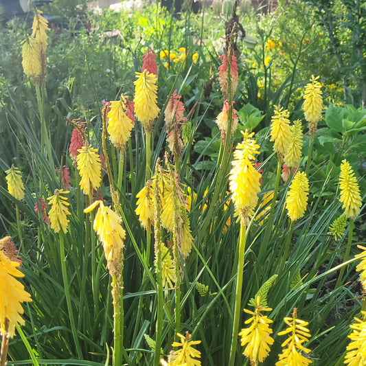 Crin făclie Flamenco (Kniphofia x hybrida)