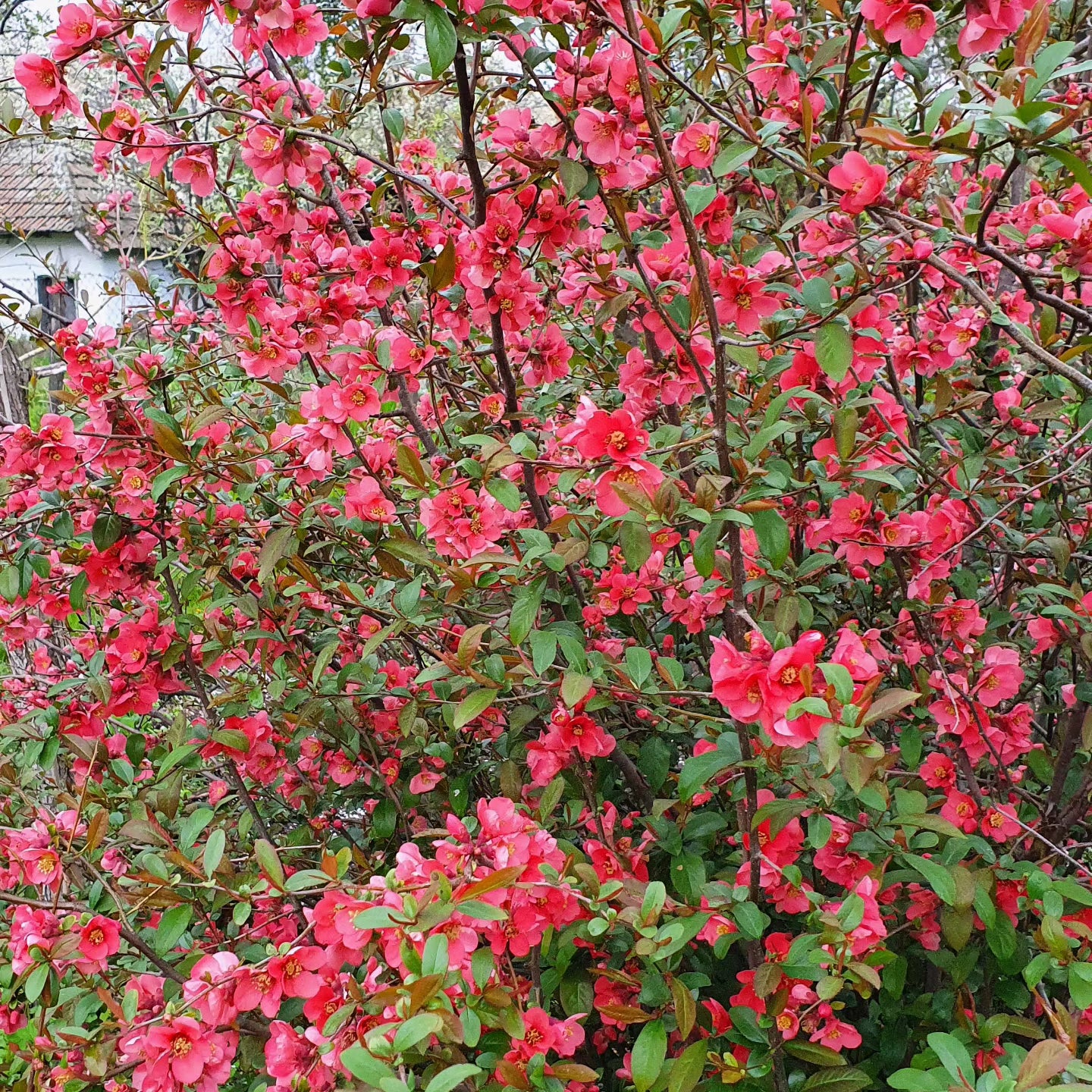 Gutuiul japonez (Chaenomeles japonica)