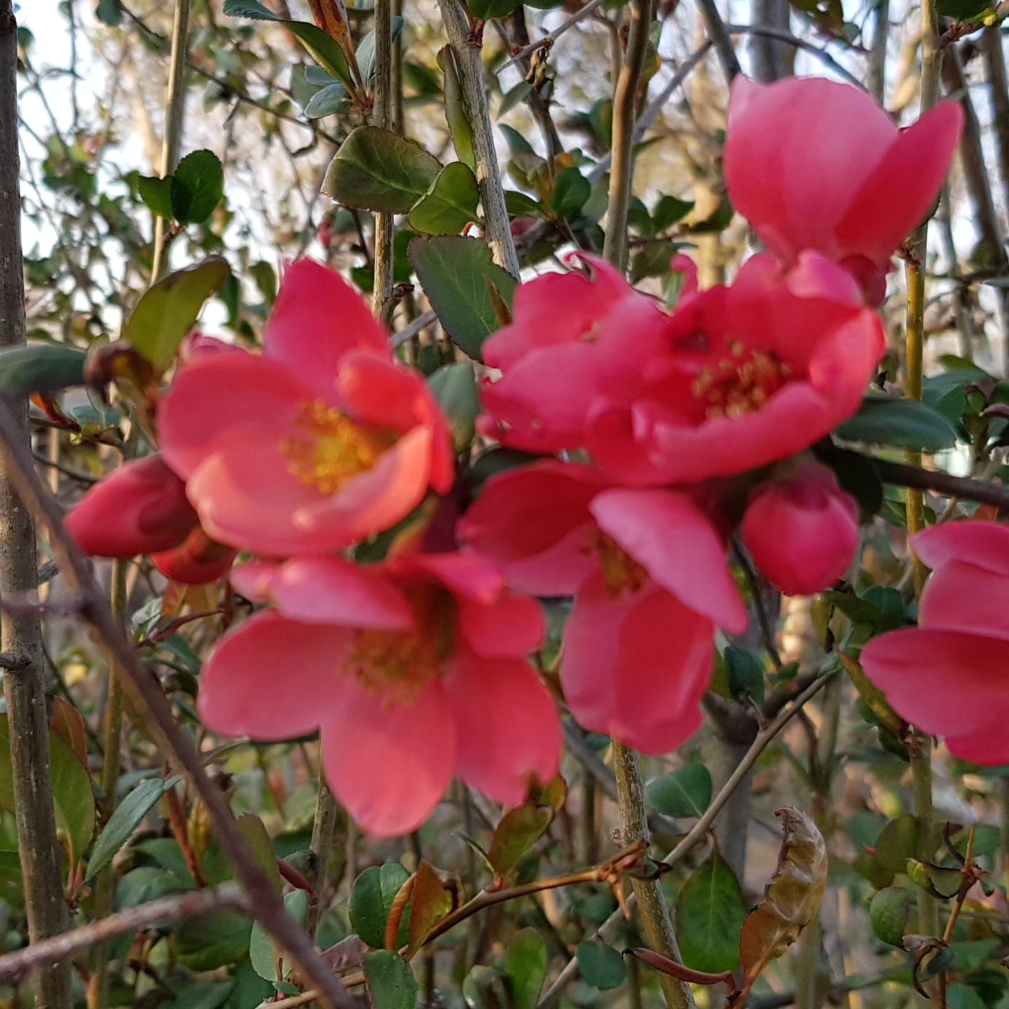 Gutuiul japonez (Chaenomeles japonica)