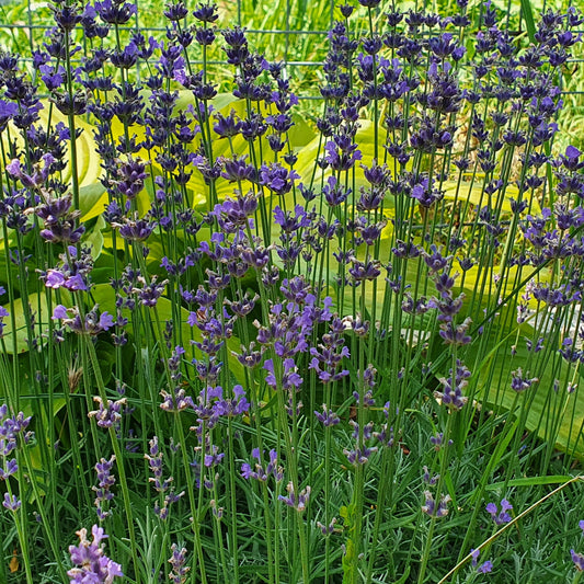 Lavandă (Lavandula angustifolia)