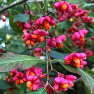 Salba moale (Euonymus europaeus)