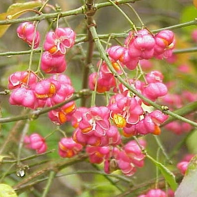 Salba moale (Euonymus europaeus)