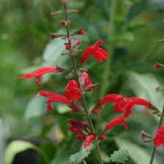 Salvia Roemeriana