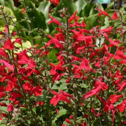 Salvia Roemeriana