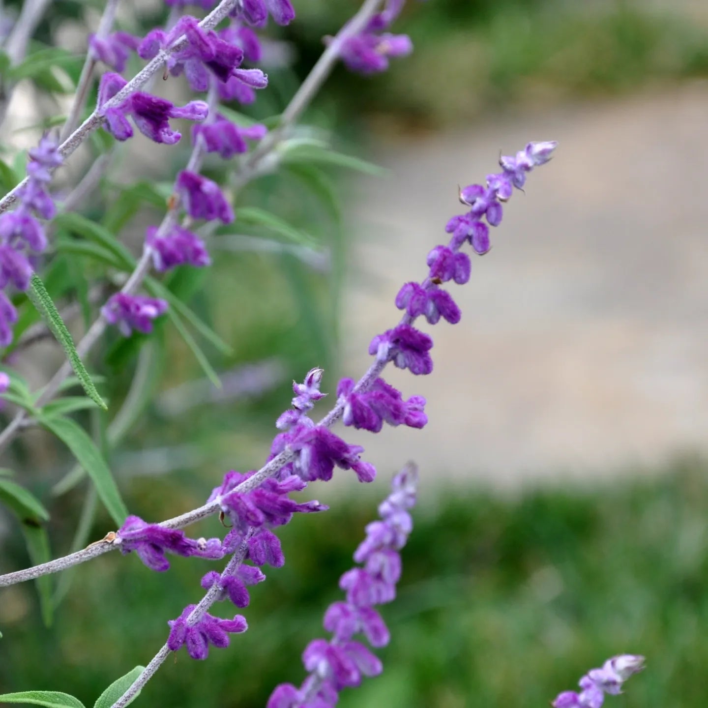 Salvia mexicană (Salvia leucantha)