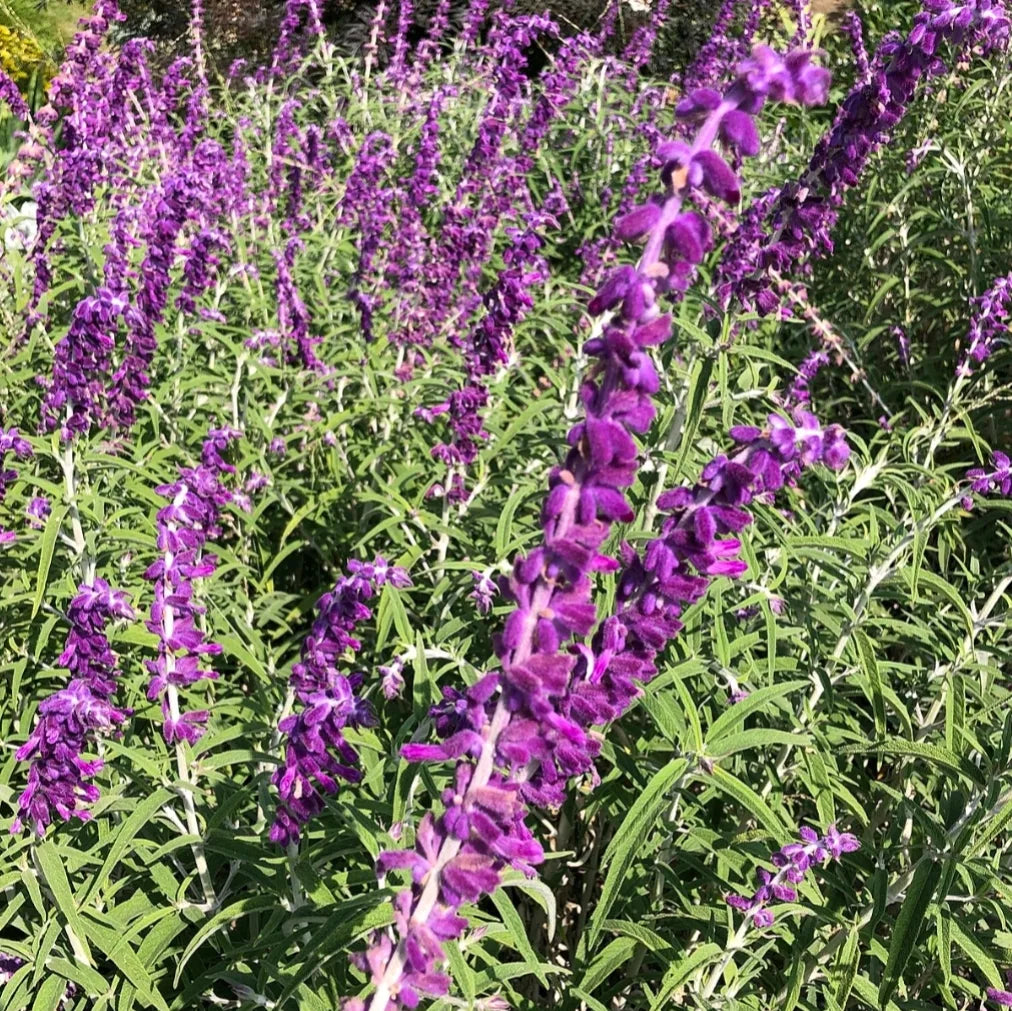 Salvia mexicană (Salvia leucantha)