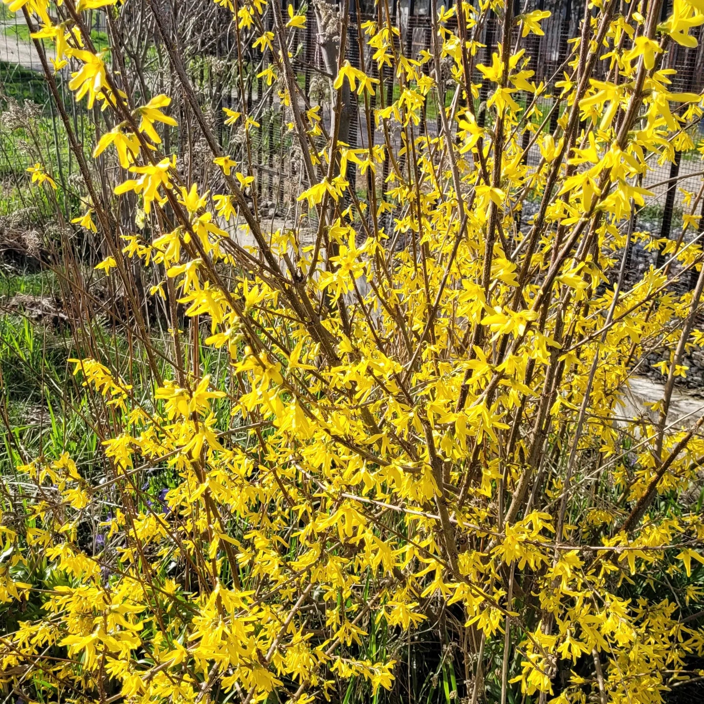 Ploaia galbenă (Forsythia intermedia)