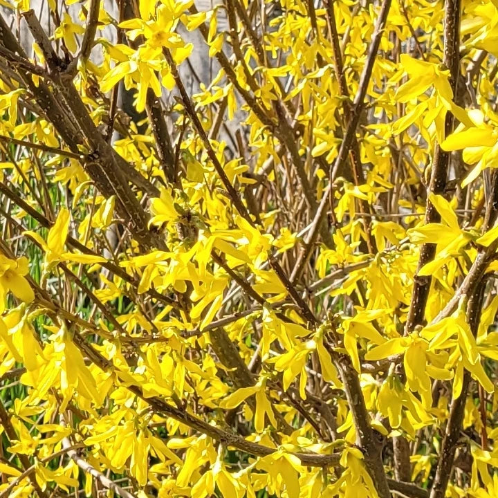 Ploaia galbenă (Forsythia intermedia)