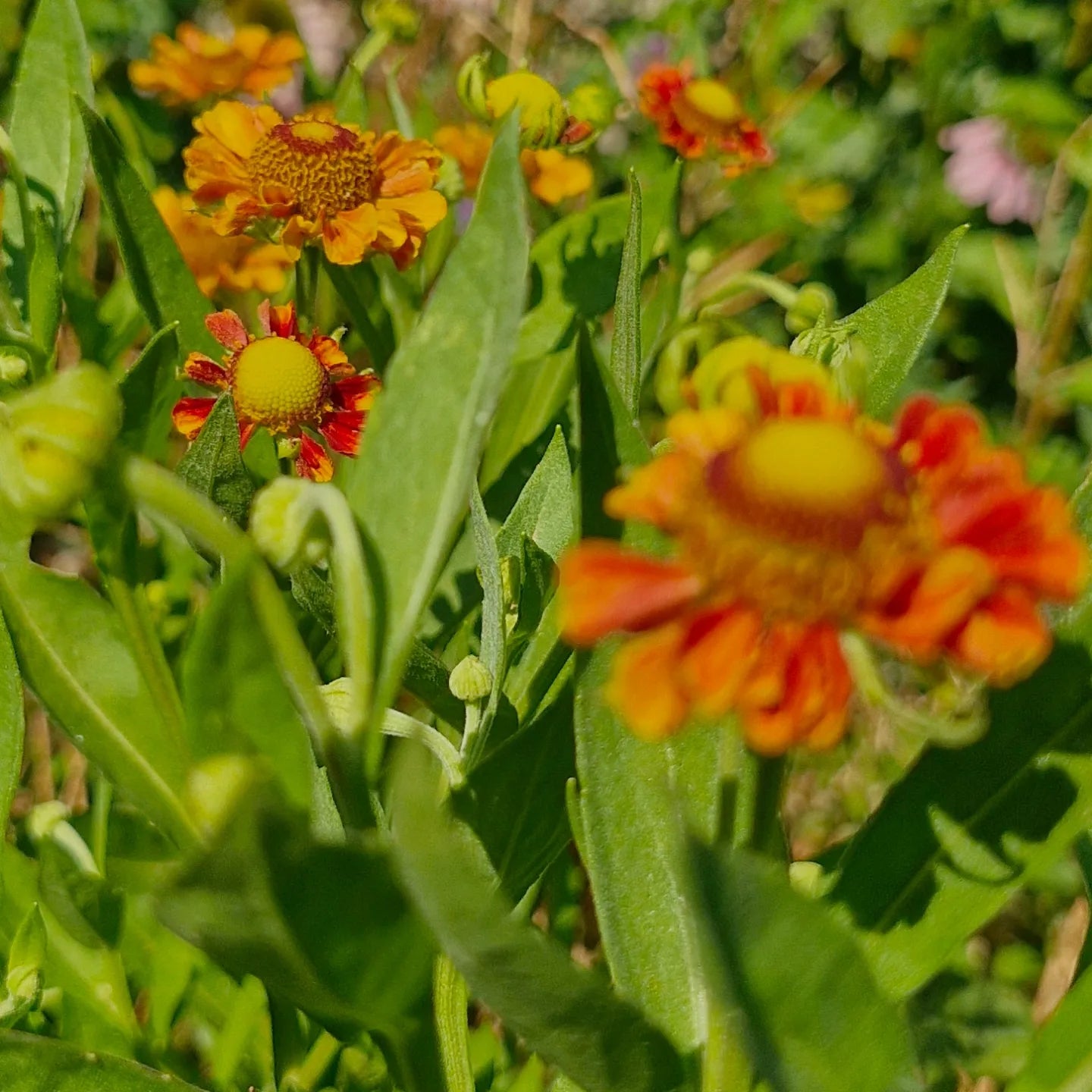 Floarea Elenei (Helenium autumnale)