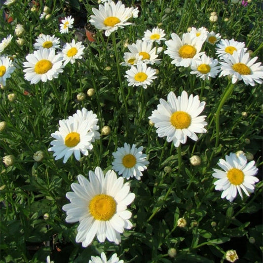 Margarete albe (Leucanthemum x superba)