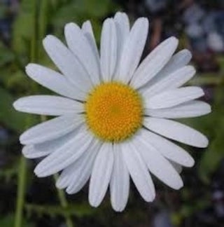 Margarete albe (Leucanthemum x superba)