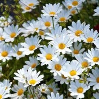 Margarete albe (Leucanthemum x superba)