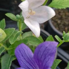 Floarea balon (Platycodon grandiflorus) (mix alb și albastru)