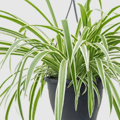 Planta Paianjen (Chlorophytum Comosum)