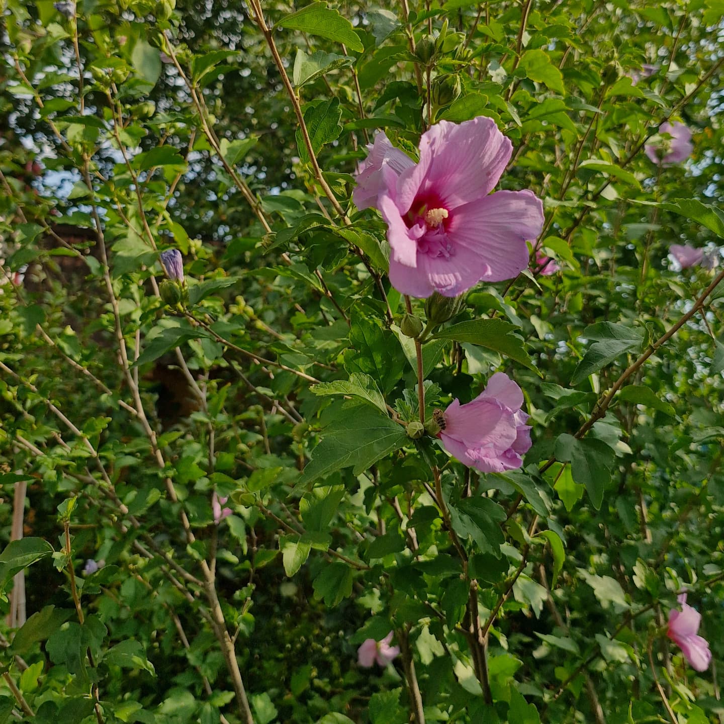 Hibiscus de grădină Flori duble blue/purple (Hibiscus syriacus)