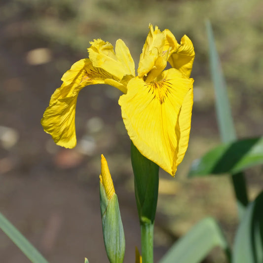 Stânjenel de baltă (Iris pseudacorus)