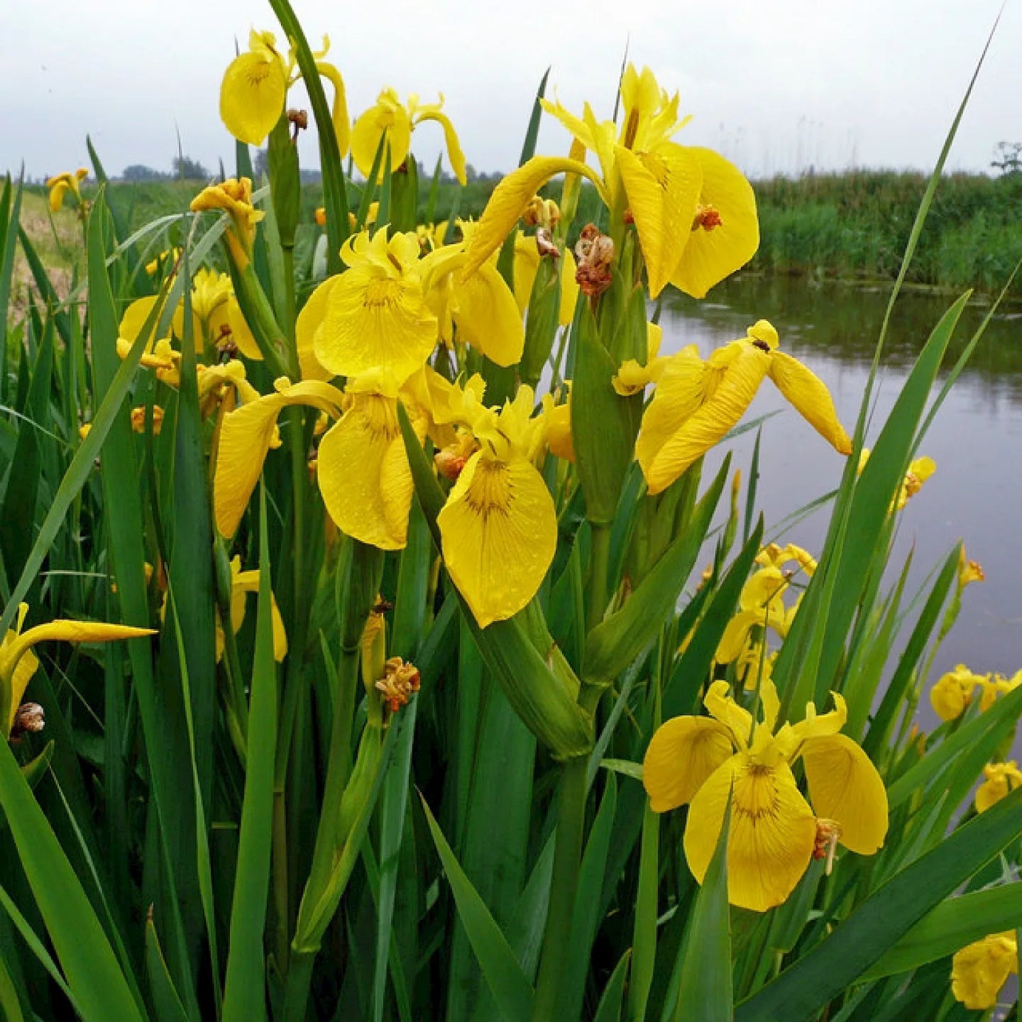 Stânjenel de baltă (Iris pseudacorus)