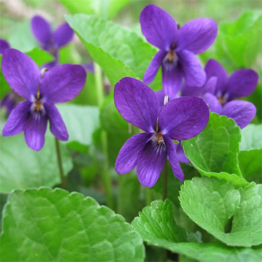 Toporaşi (Viola odorata)