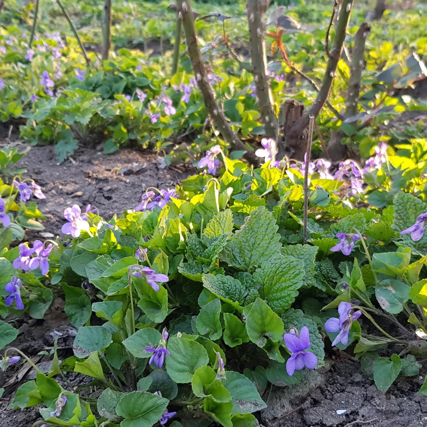 Toporaşi (Viola odorata)