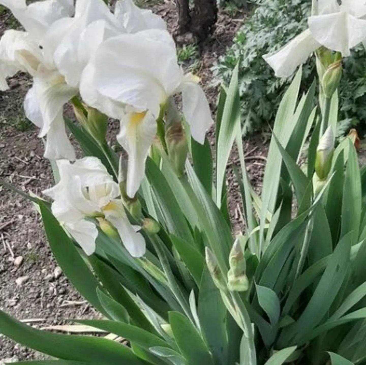 Iris alb / Stânjenel (Iris germanica)