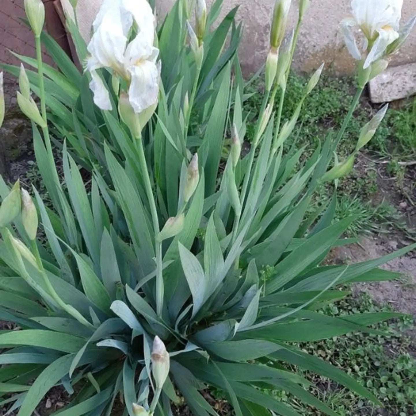 Iris alb / Stânjenel (Iris germanica)