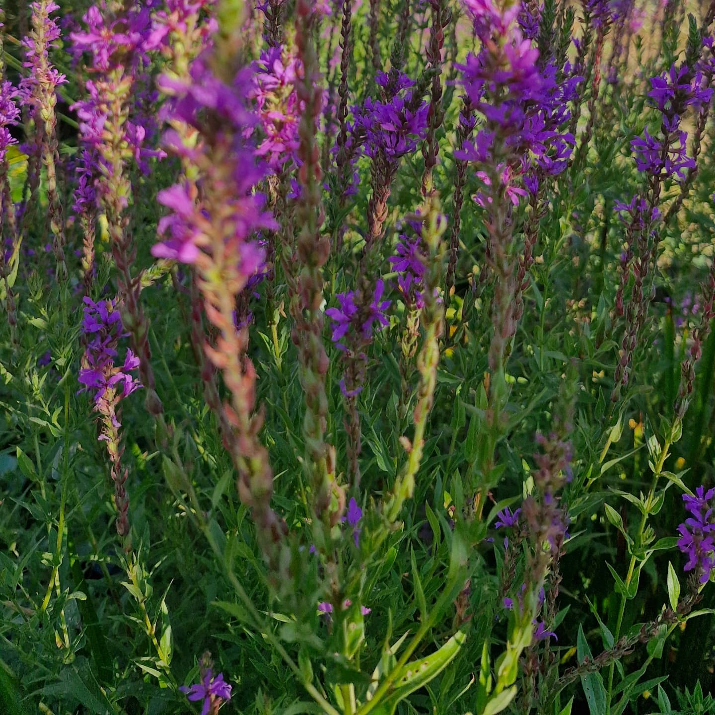 Răchitan (Lythrum salicaria)