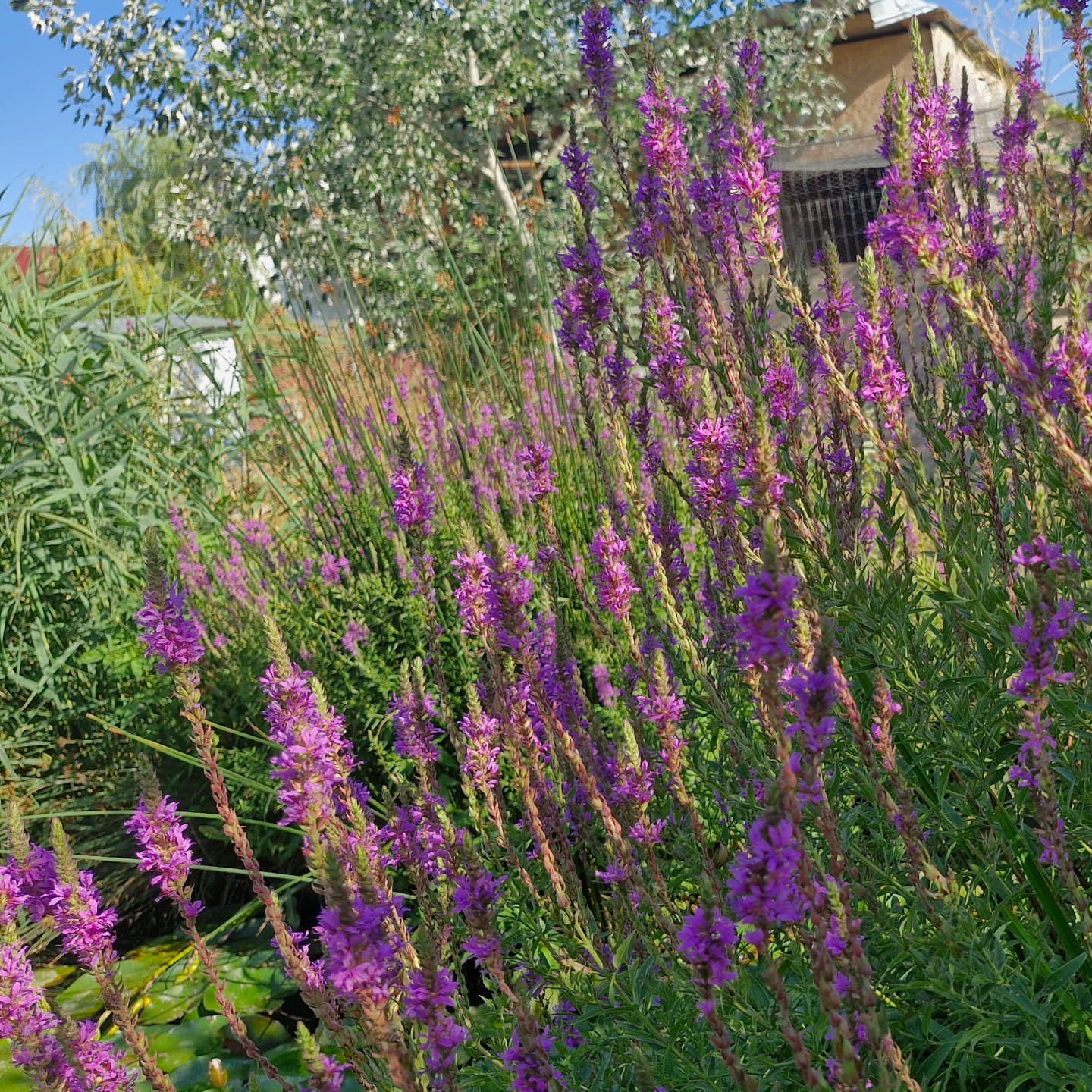 Răchitan (Lythrum salicaria)