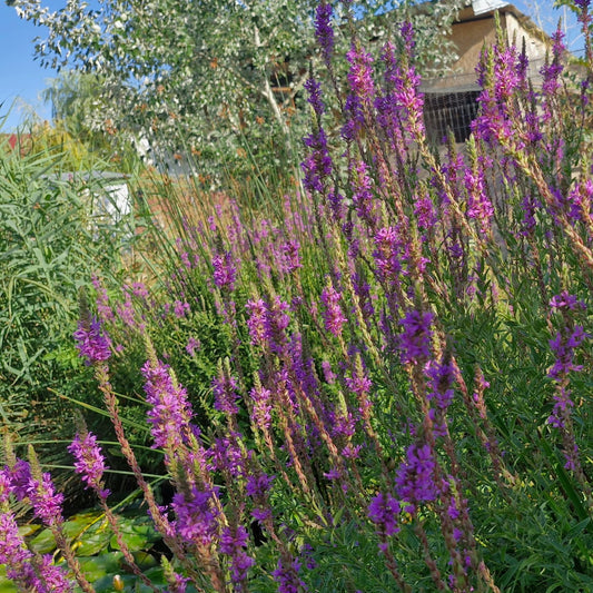 Răchitan (Lythrum salicaria)