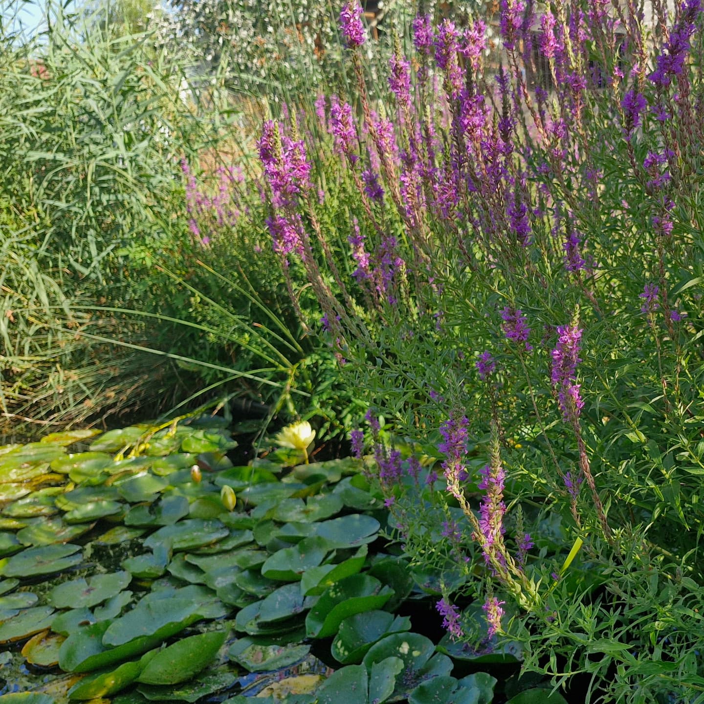 Răchitan (Lythrum salicaria)