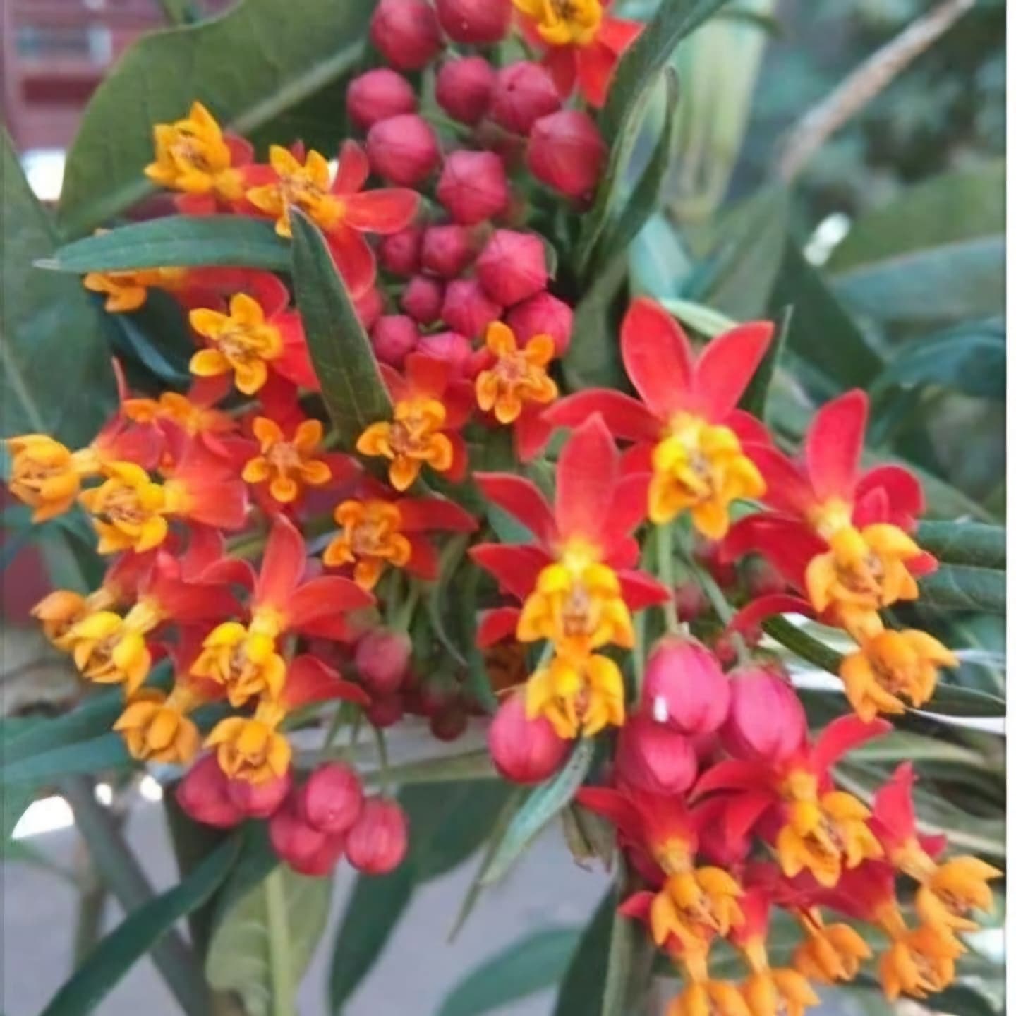 Leandrul de Muntenegru (Asclepias curassavica)