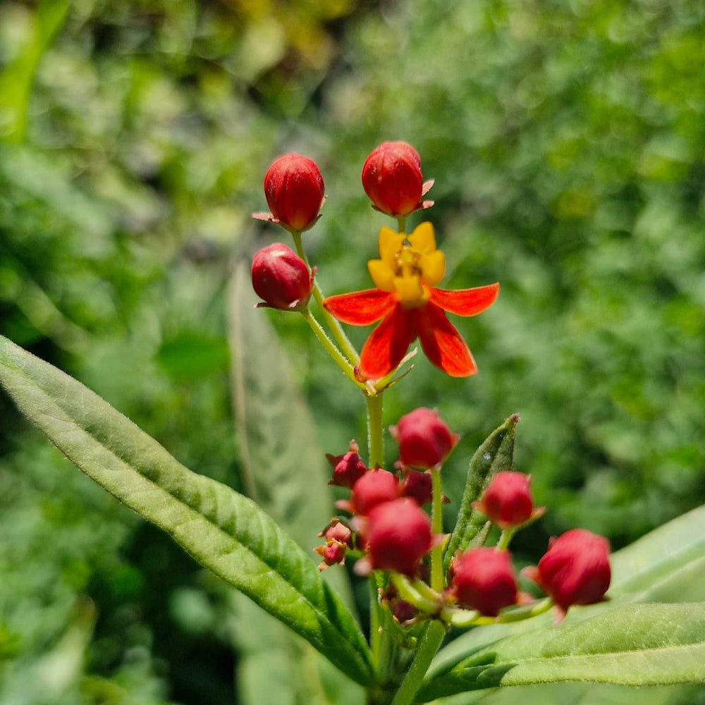 Leandrul de Muntenegru Butterfly Silky Red (Asclepias curassavica)