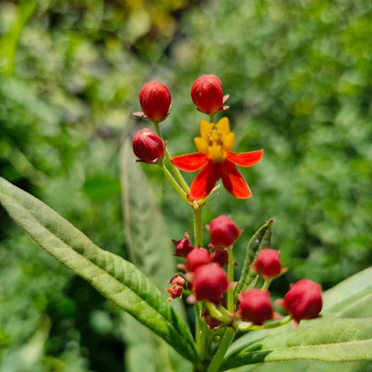 Leandrul de Muntenegru (Asclepias curassavica)