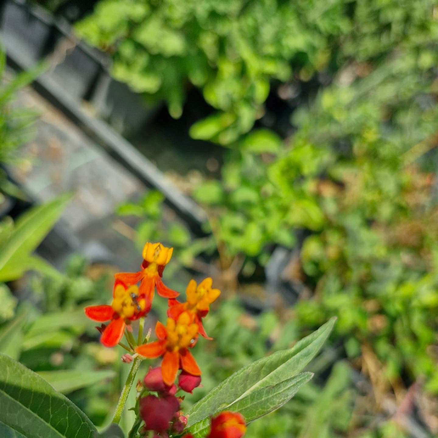 Leandrul de Muntenegru (Asclepias curassavica)