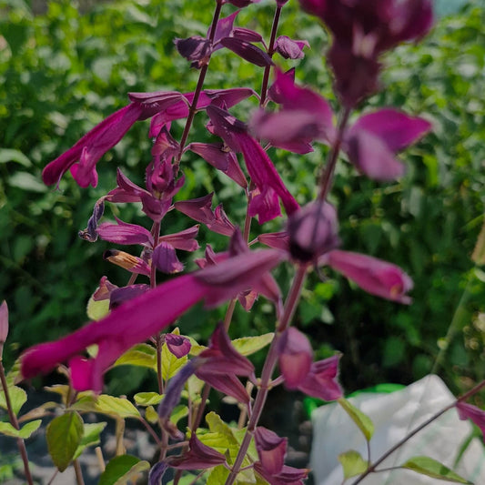 Salvia x hybrida 'Wendy'