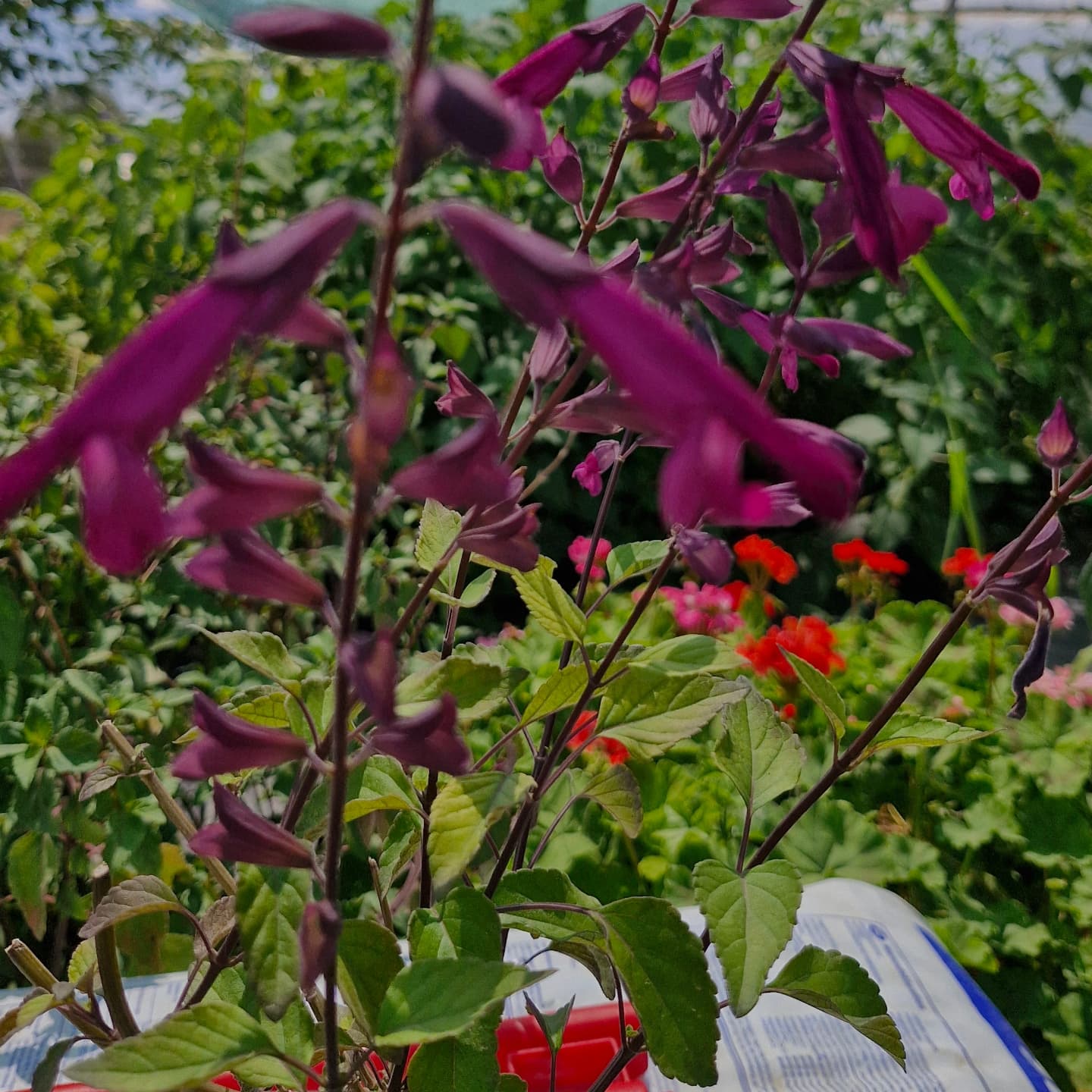 Salvia x hybrida 'Love'