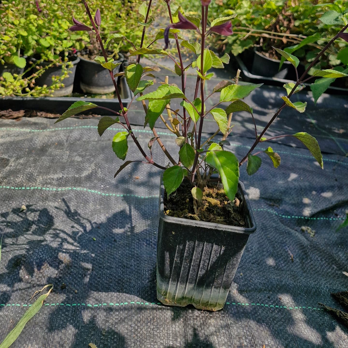 Salvia x hybrida 'Love'