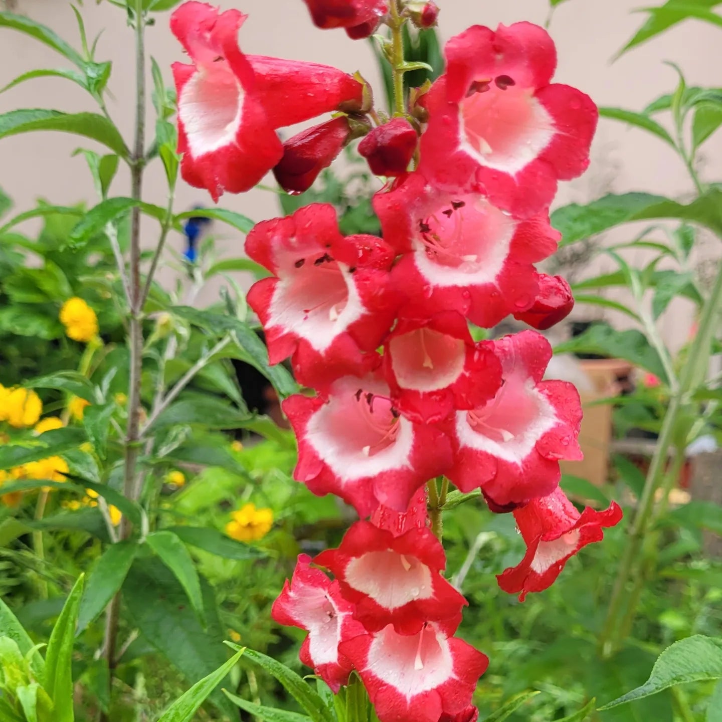 Penstemon (Penstemon hartwegiil