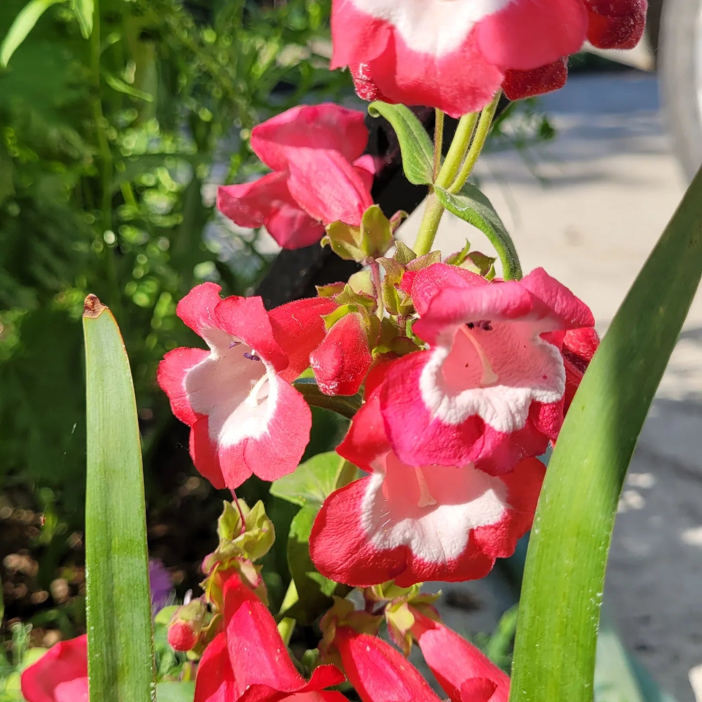 Penstemon (Penstemon hartwegiil