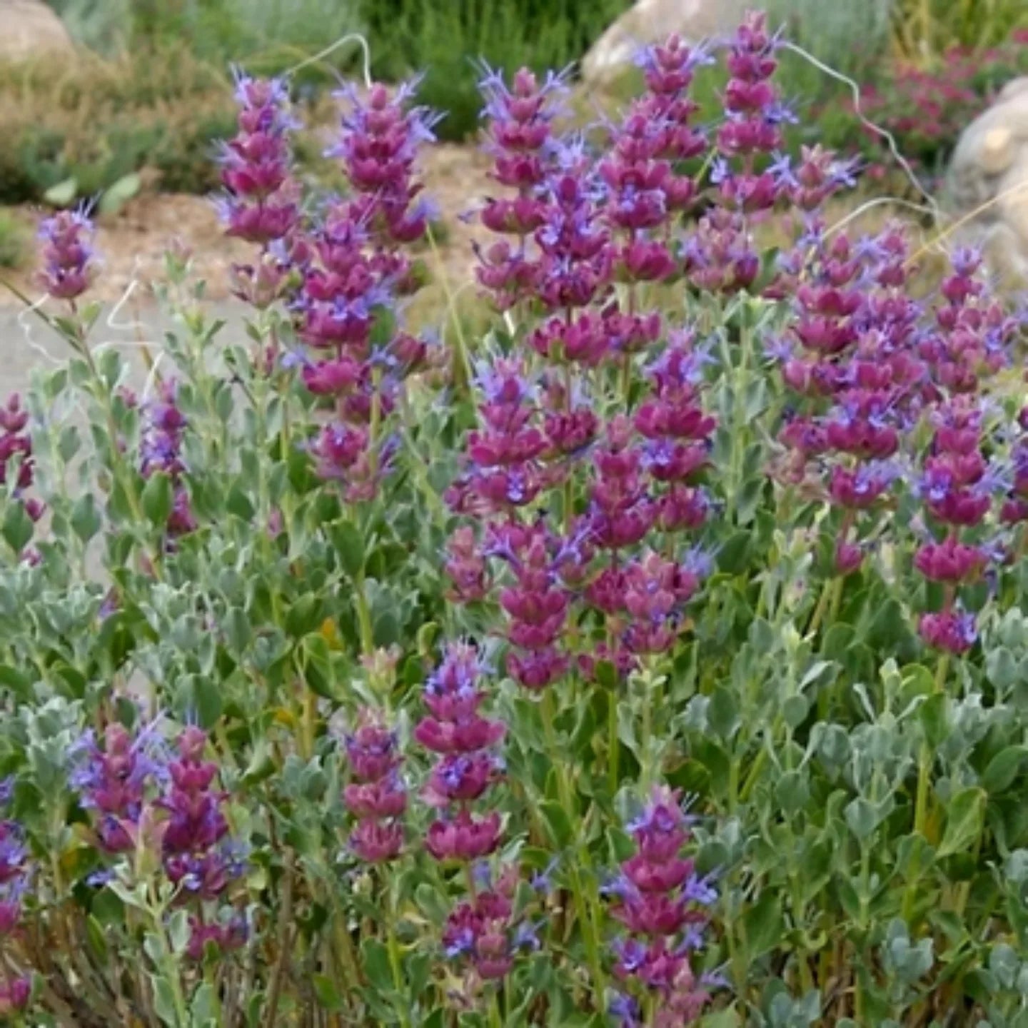 Salvia albastră (Salvia pachyphylla)