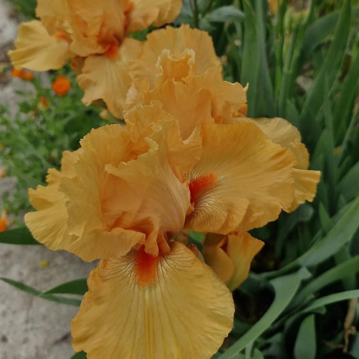 Iris galben / Stânjenel (Iris germanica) – Pepiniera Roșie Merișani