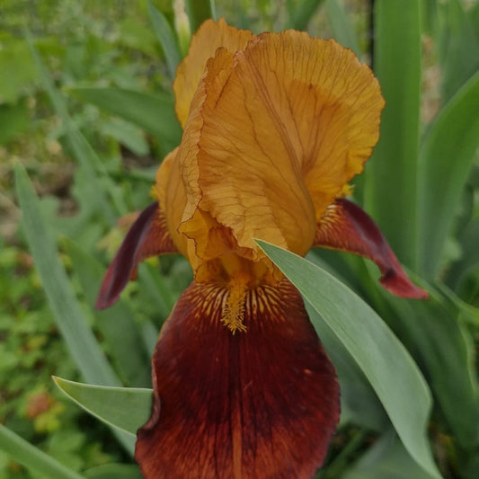 Iris burgund / Stânjenel (Iris germanica)