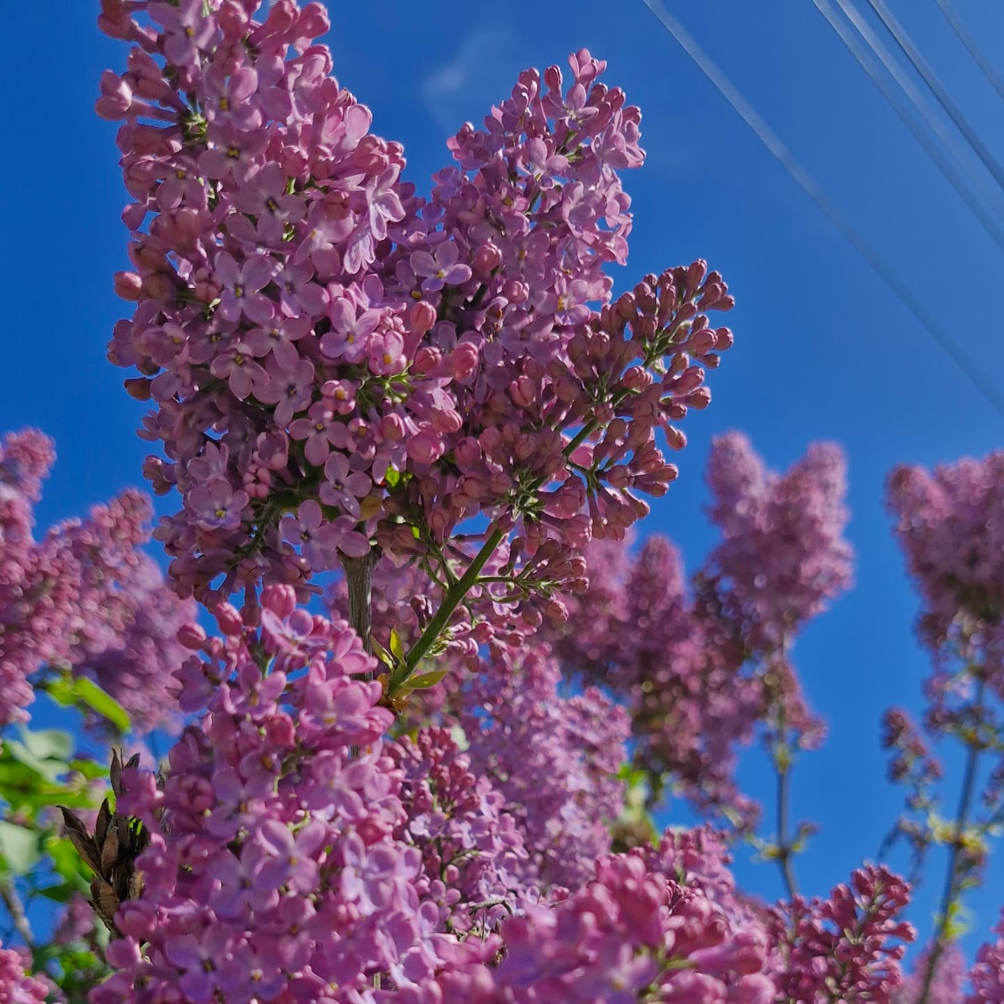 Liliac (Syringa vulgaris)