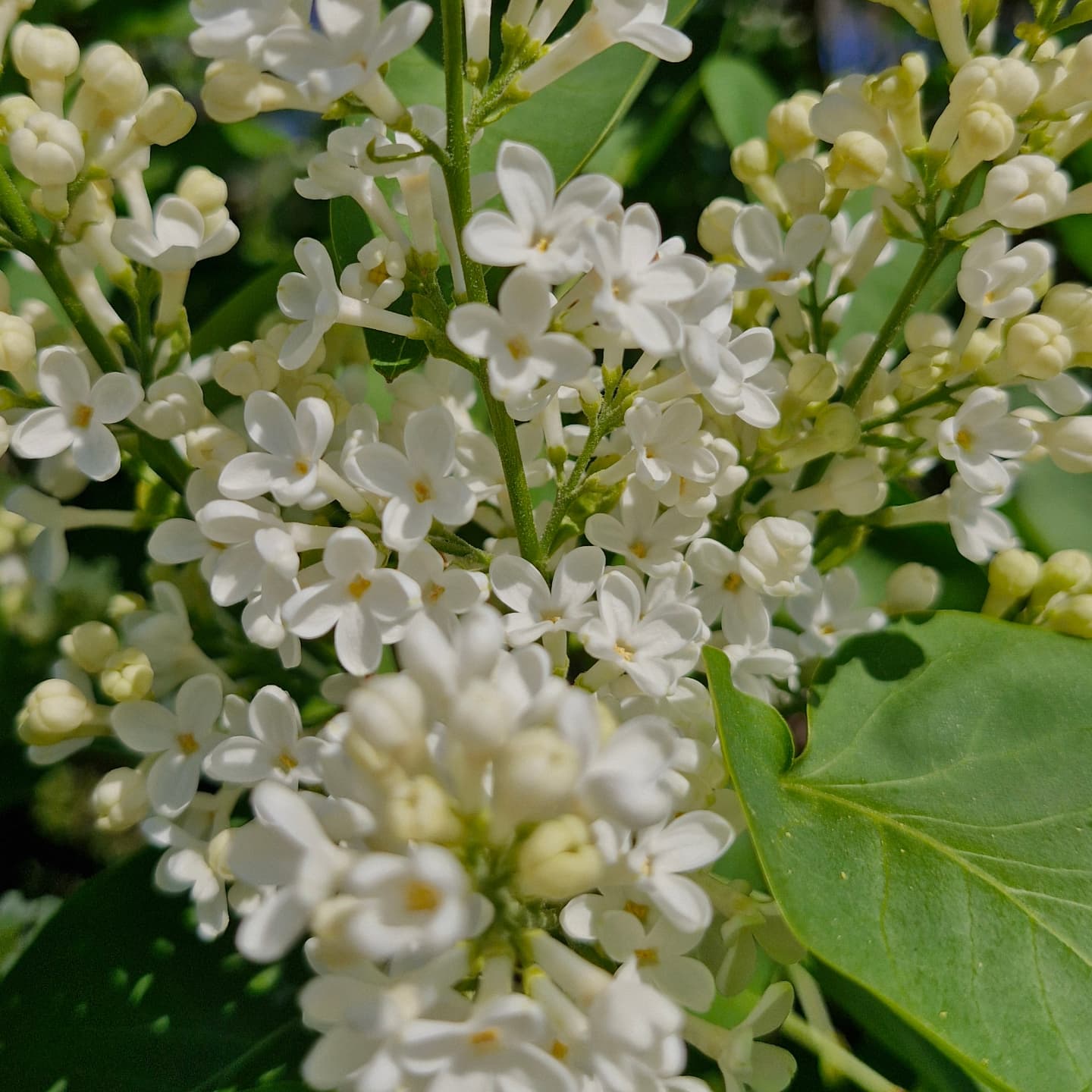 Liliac (Syringa vulgaris)