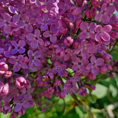 Liliac cu flori duble alb dau purpuriu (Syringa vulgaris) (culoare mix - aleatoriu )